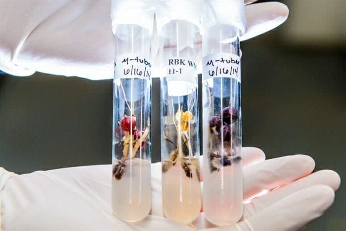 microtuber potato cultivars used by the Wisconsin Seed Potato Certification Program