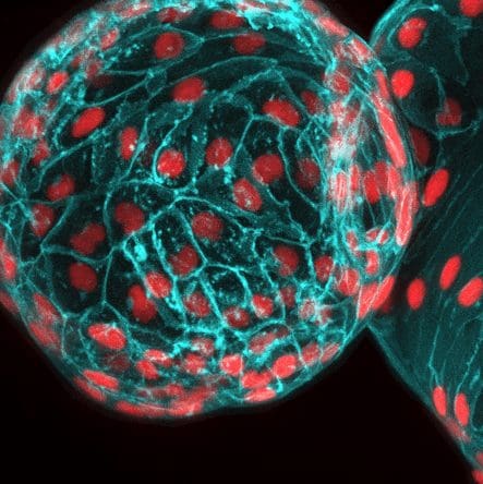 Heart of 2-day-old zebrafish