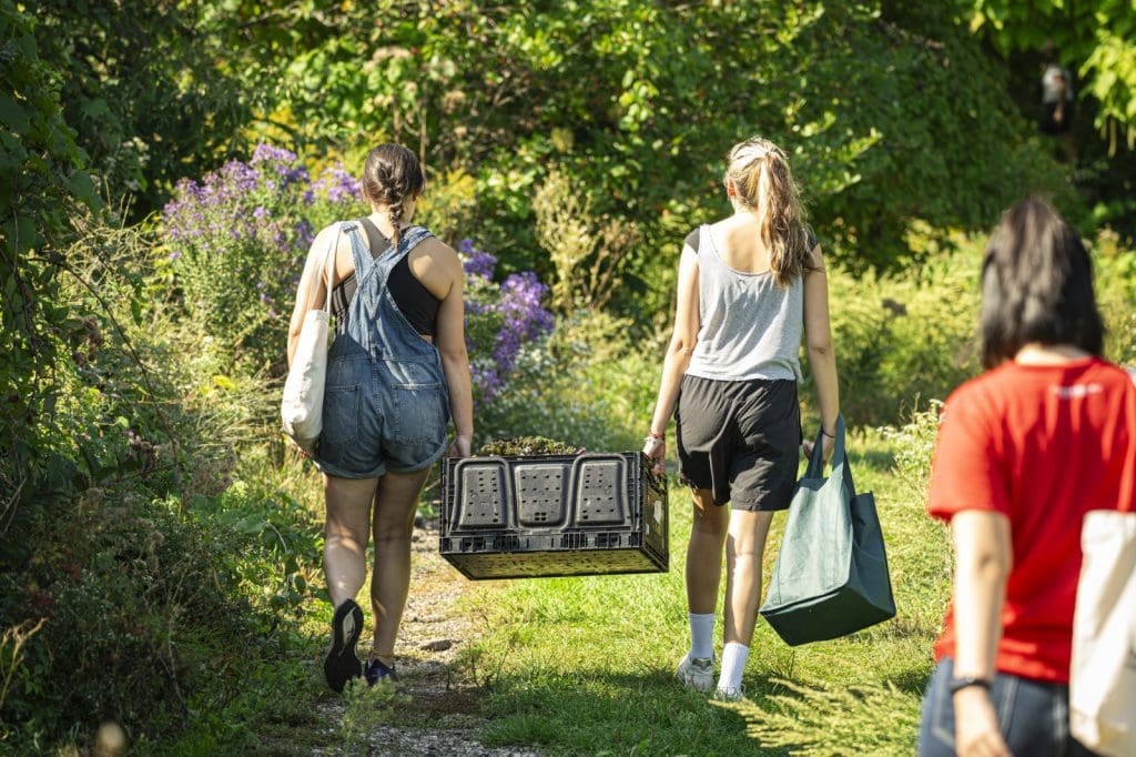 Student volunteers harvest for The People’s Farm student organization at the F.H. King garden on Oct. 1, 2023. The food was distributed for free to community members at East Campus Mall. UW–Madison was ranked No. 1 among public universities by Washington Monthly, thanks in part to its high “public service” rankings. Photo: Bryce Richter
