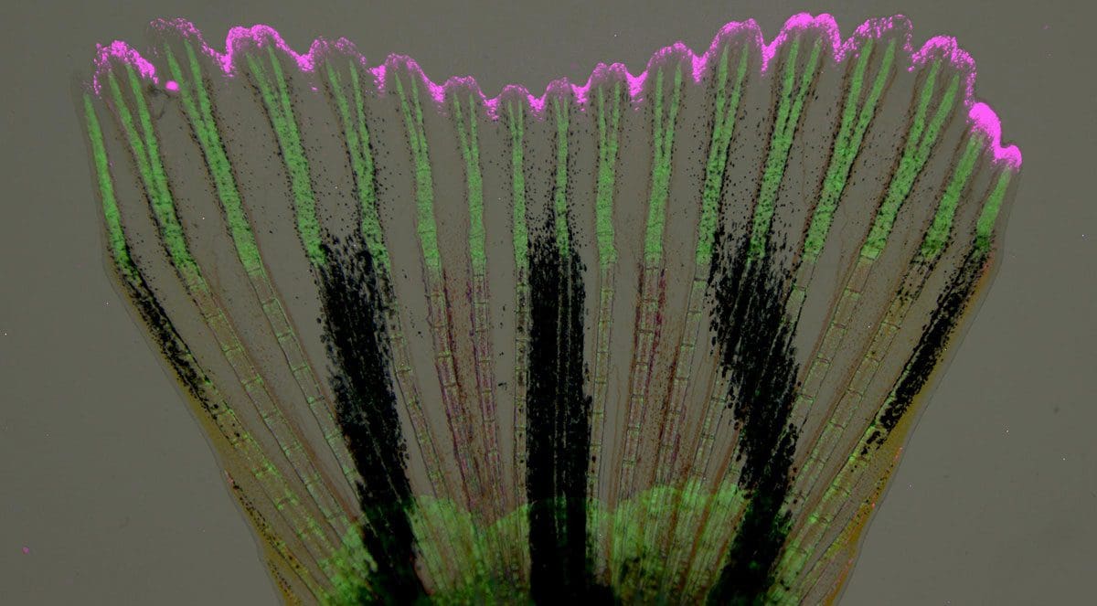 image shows a regenerating zebrafish tail fin showing regeneration of new bone