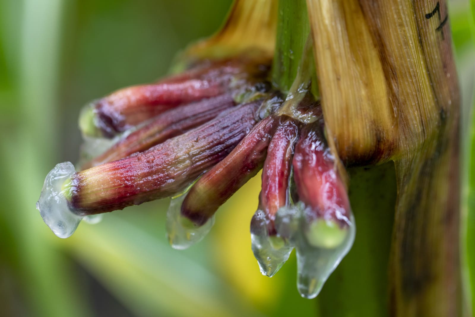 UW researchers are engineering beneficial bacteria that produce a process called nitrogen fixation in crops to improve their resilience. This photo, which shows a gel produced by a nitrogen-fixing corn’s aerial roots, is from a 2019 experiment at the West Madison Agricultural Research Station. Photo by Michael P. King/UW–Madison CALS