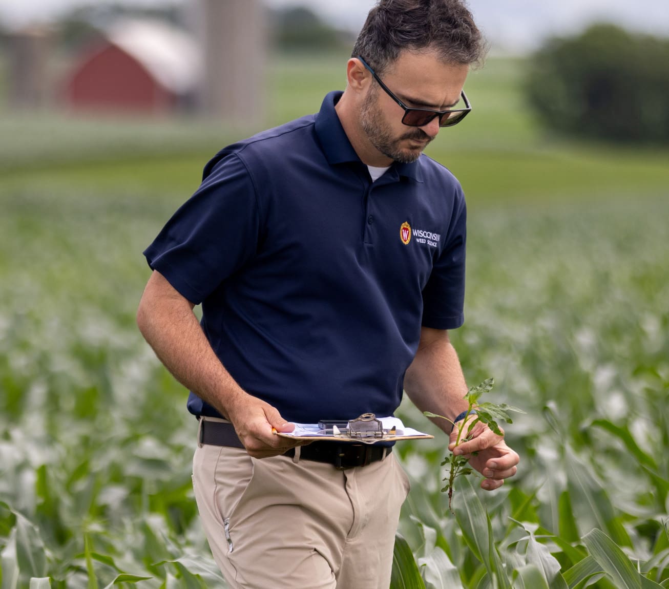 Rodrigo Werle, professor of plant and agroecosystem sciences, plucks a weed from a research field while scouting at Lancaster Agricultural Research Station. Werle’s research is investigating new weed management practices for herbicide-resistant waterhemp.